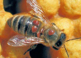 Varroa mite image